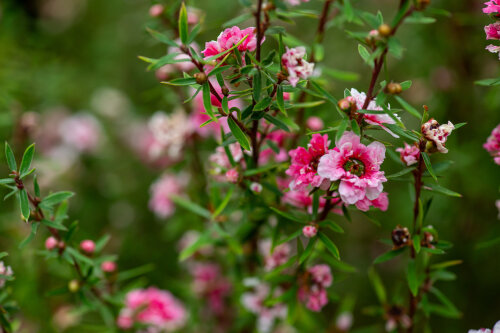 Leptospermum Scoparium 'Coral Candy'